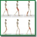 Application of 2D Gait Analysis for the Assessment of Gait Disturbance in Patients with Spastic Tetraparesis