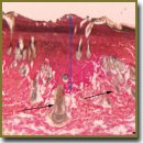 Evaluation of Cutting Properties of a Laser Scalpel with Heavily Absorbing Coatings of an Optical Fiber
