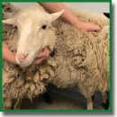 Functional Anatomy of the Sheep Heart as a Model for Testing Cardiovascular Devices
