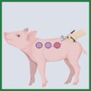 Portable Bioprinter in Ischemic Wound Therapy: a Pilot Study