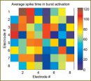 Antihypoxic Properties of the Brain-Derived Neurotrophic Factor in the Modeling of Hypoxia in Dissociated Hippocampal Cultures