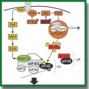 Molecular Mechanisms of Aberrant Neuroplasticity in Autism Spectrum Disorders (Review)