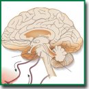 Dysfunction of the Autonomic Nervous System and Its Role in the Pathogenesis of Septic Critical Illness (Review)