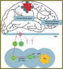 Brain Cancer Immunotherapy (Review)