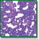 Practical Aspects of Using Multifractal Formalism to Assess the Morphology of Biological Tissues