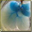Liver Tissue Decellularization as a Promising Porous Scaffold Processing Technology for Tissue Engineering and Regenerative Medicine