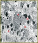Integrated Assessment of Cardioprotective Effect of Sevoflurane