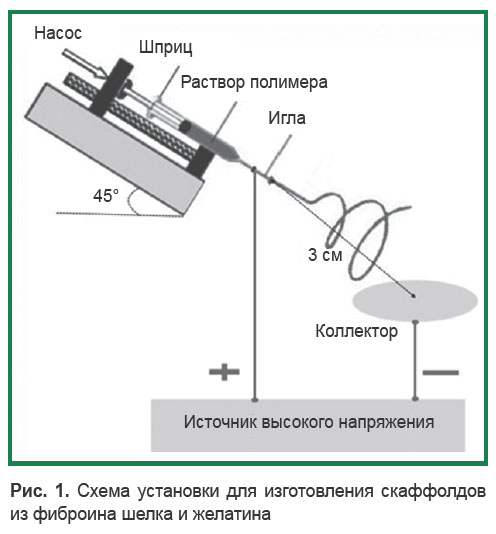sokolova-ris-1.jpg